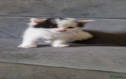American Shorthair cats for sale: Fluffy Black&White Kittens Ready for Loving Homes - Image 8