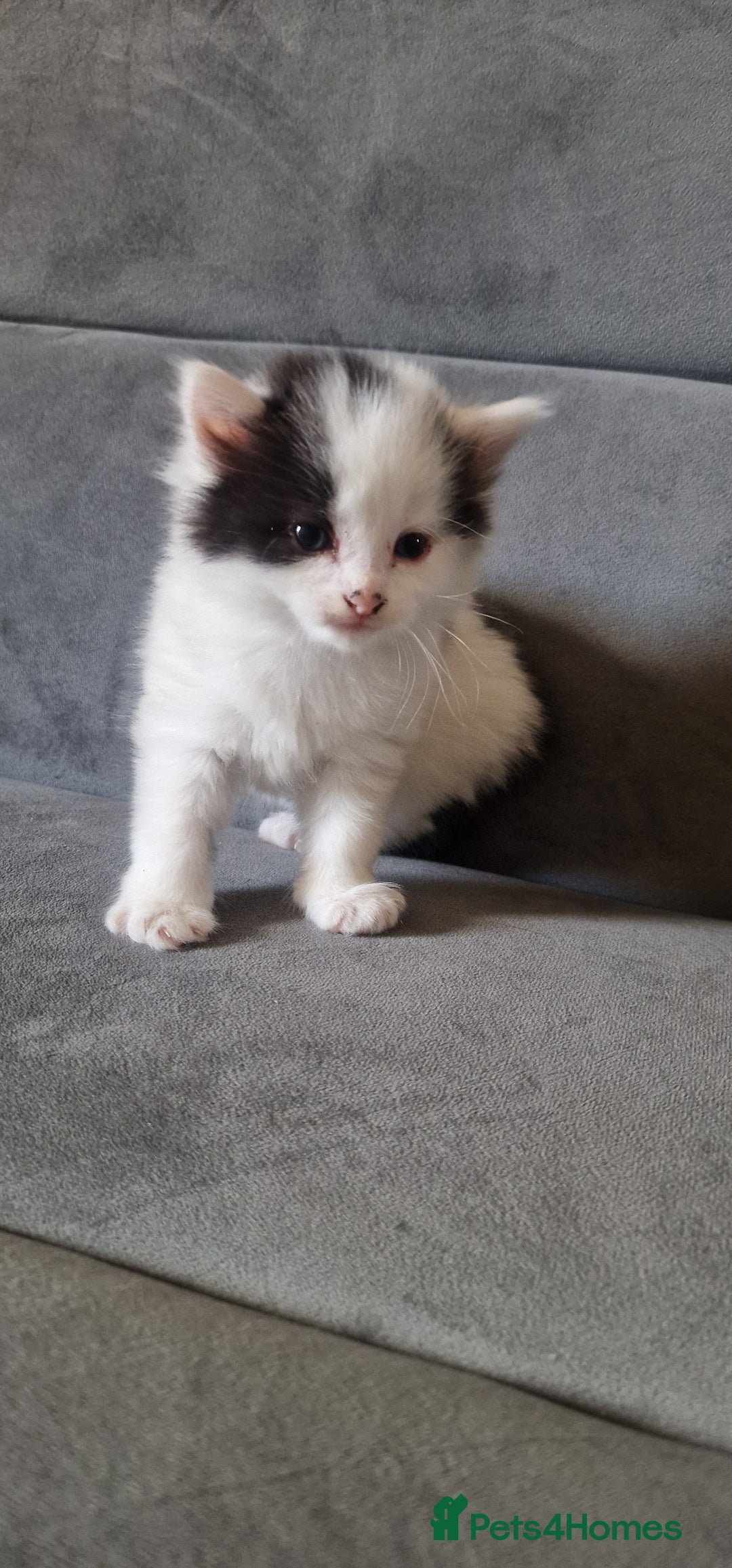 American Shorthair cats for sale: Fluffy Black&White Kittens Ready for Loving Homes - Image 8