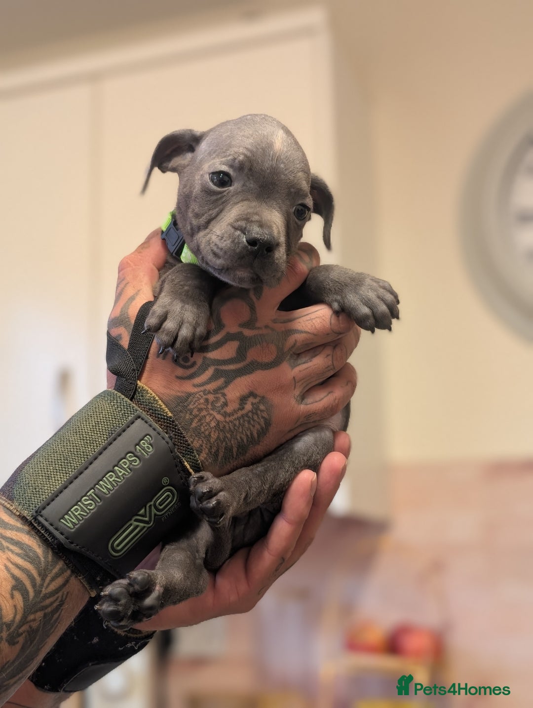 Staffordshire Bull Terrier dogs for sale: Blue/blue&white staffs - Image 32