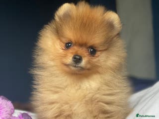 Pomeranian dogs Orange Pomeranian KC Registered CHAMPION Bloodline in Manchester - Advert 3