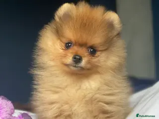 Pomeranian dogs Orange Pomeranian KC Registered CHAMPION Bloodline in Manchester - Advert 3