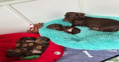 Dachshund dogs - Advert 8