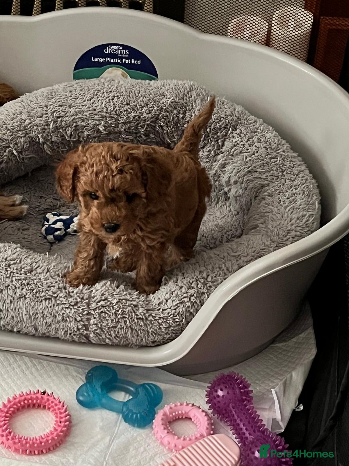 Cavapoo dogs Cavapoo Puppies F1B - Advert 15