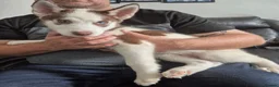 Siberian Husky dogs for sale: Two 12week old males siberian huskies  - Advert 3
