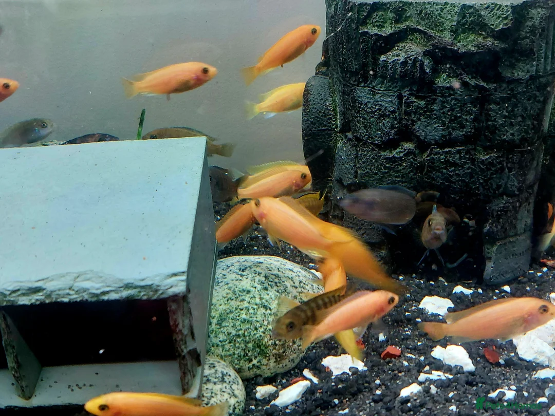 Cichlids fish for sale: African cichlids  - Advert 3