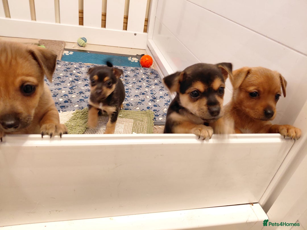 Jack Russell dogs for sale: Jack Russell Puppies - Advert 27