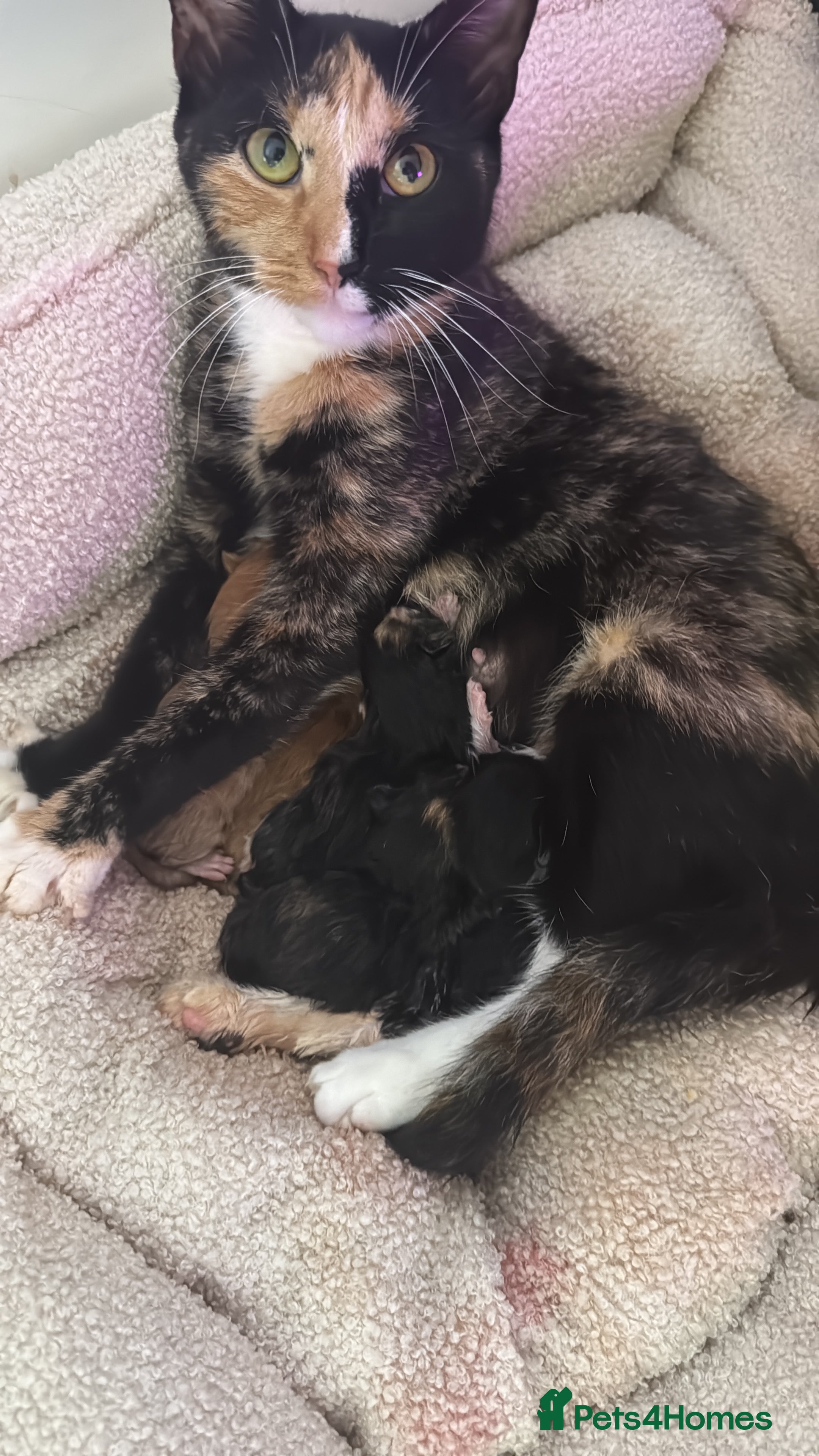 Mixed Breed cats 5 beautiful kittens PLEASE READ DESCRIPTION  - Advert 10