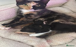 Mixed Breed cats for sale: 5 beautiful kittens  - Image 1