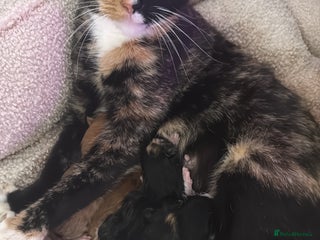 Mixed Breed cats - Advert 3