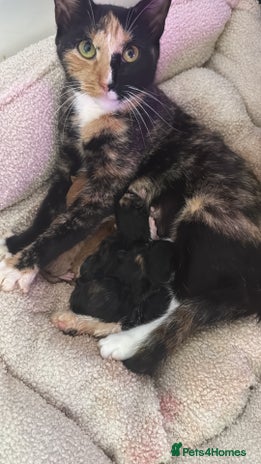 Mixed Breed cats - Advert 2