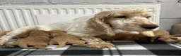 Cockapoo dogs for sale: 🌟 Gorgeous F1 Cockapoo puppies 🌟 - Advert 8