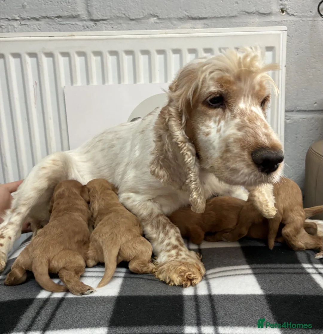Cockapoo dogs for sale: 🌟 Gorgeous F1 Cockapoo puppies 🌟 - Advert 8