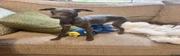 Italian Greyhound dogs for sale: Beautiful Italian Greyhound KC Puppy female  - Advert 4