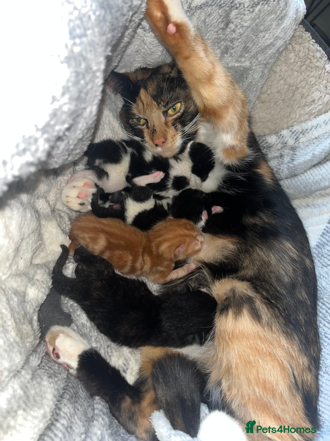 Mixed Breed cats for sale: 4 kittens  - Advert 7
