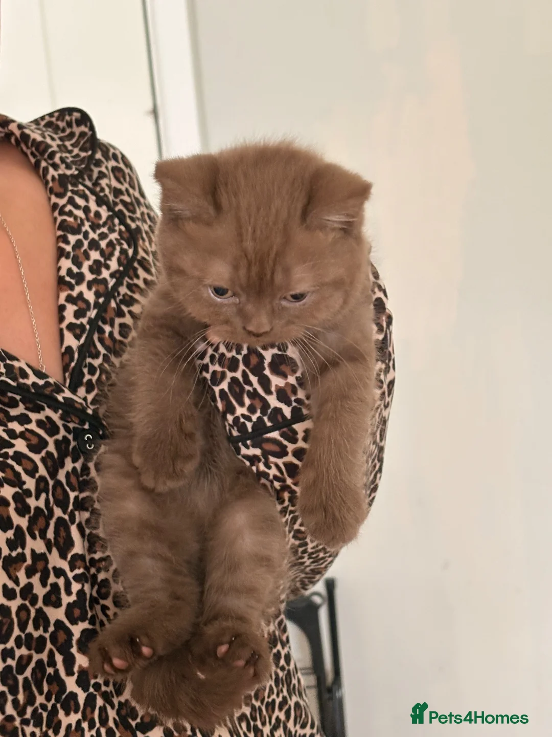 British Shorthair cats for sale: Chocolate British shorthair  - Advert 10