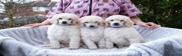 Standard Poodle dogs for sale: Seven Wonders of Standard Poodle Puppies - Advert 20
