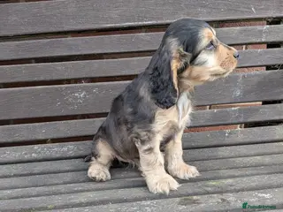 Cockapoo dogs Gorgeous cockapoos - Advert 13
