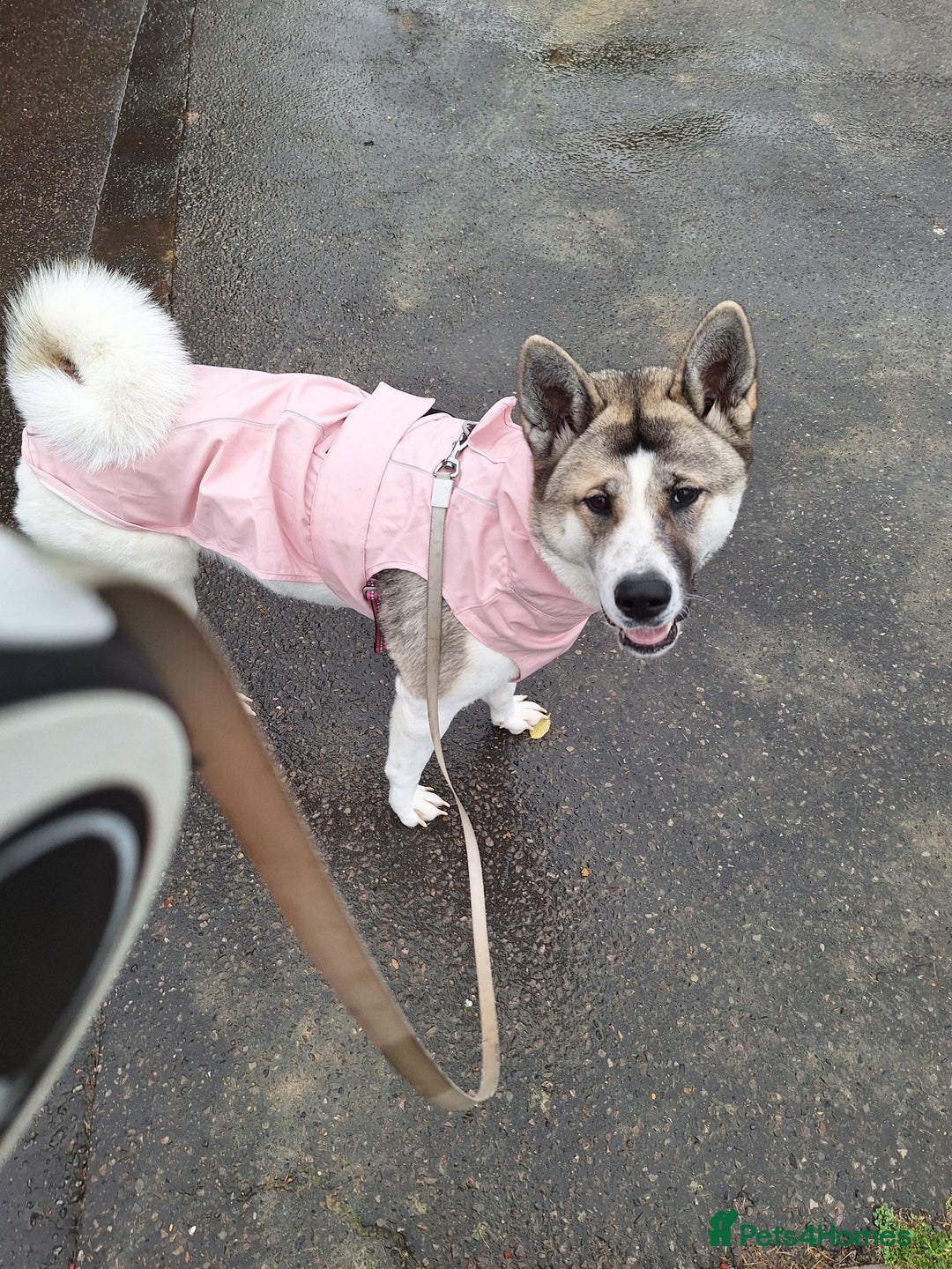 Akita dogs for sale: Sweet Akita Girl - Image 13