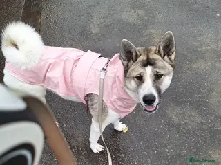 Akita dogs Sweet Fluffy Girl Dog - Advert 5