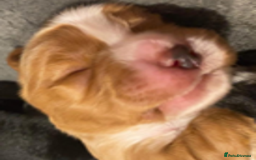 Cocker Spaniel dogs for sale: Working Cocker Spaniel Puppies - Advert 10