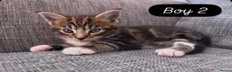 Maine Coon cats for sale: Maine Coon mixed kittens  - Advert 19