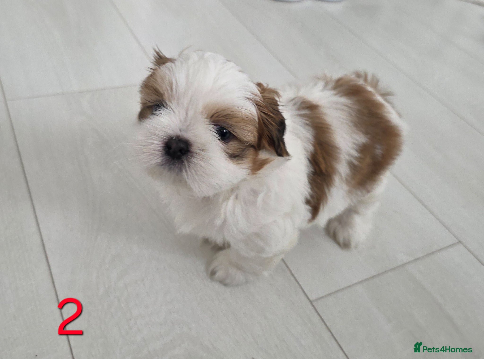 Mixed Breed dogs for sale: Beautiful 4 puppies (4 boys) - Advert 8