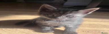 Bengal 3
