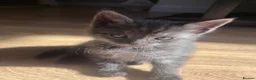 Bengal cats for sale: Bengal Kittens  - Advert 16