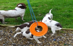English Springer Spaniel dogs for sale: Gorgeous English Springer Spaniel Puppies  - Advert 18