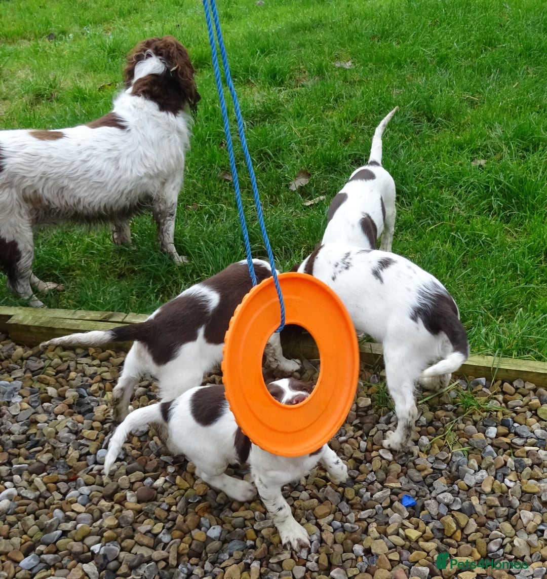 English Springer Spaniel dogs for sale: Gorgeous English Springer Spaniel Puppies  - Advert 18