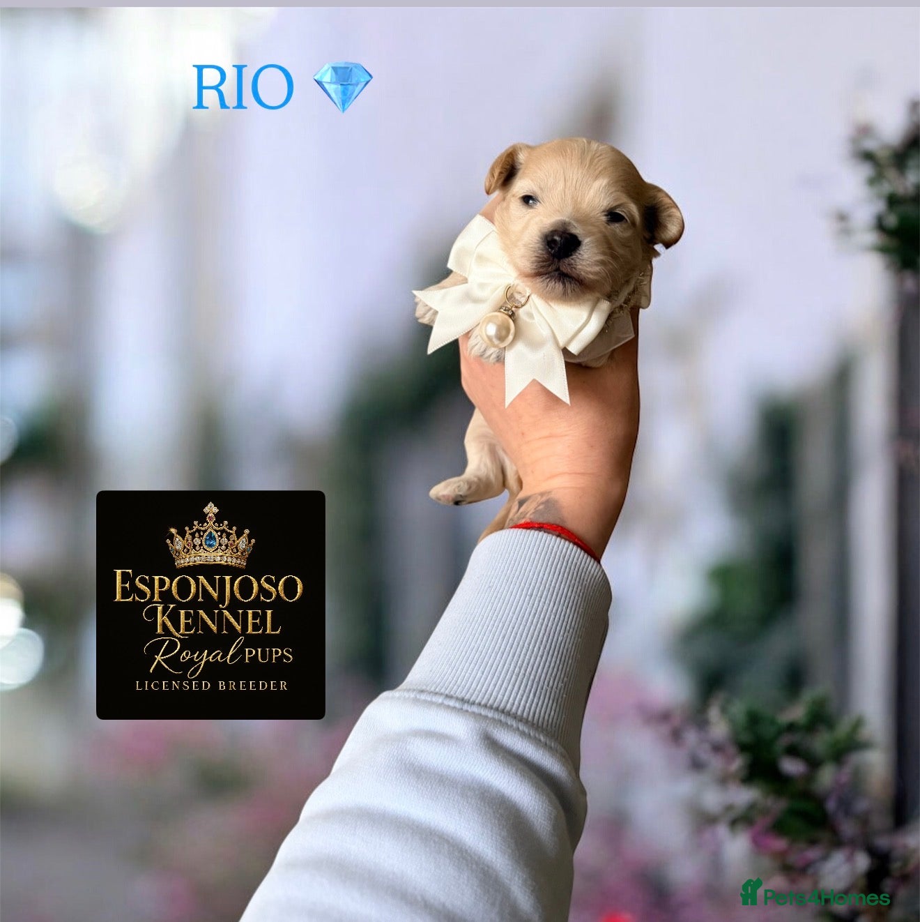 Maltipoo dogs 👑One in a Million F1 tiny Asian Maltipoo👑 - Advert 11