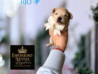 Maltipoo dogs 👑One in a Million F1 tiny Asian Maltipoo👑 - Advert 2