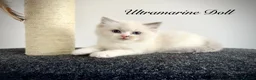 Ragdoll cats for sale: Last three ragdoll kittens! Don’t miss out! - Advert 12
