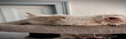 Selkirk Rex cats for sale: SELKIRK REX KITTENS  😻 - Advert 4