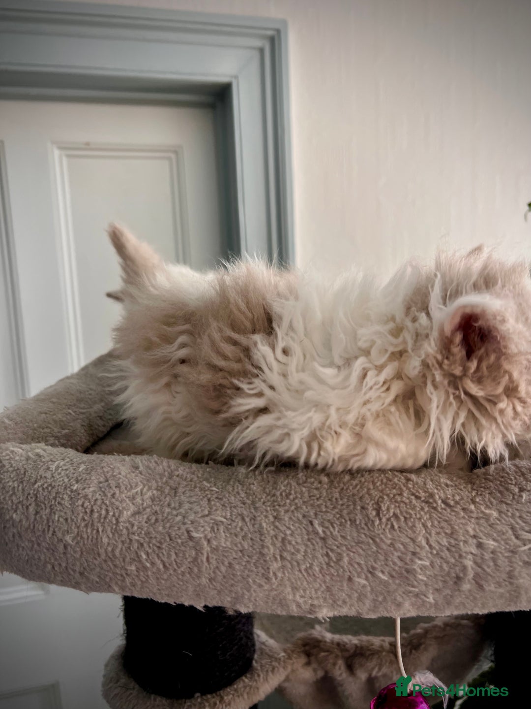 Selkirk Rex cats for sale: SELKIRK REX KITTENS  😻 - Advert 4