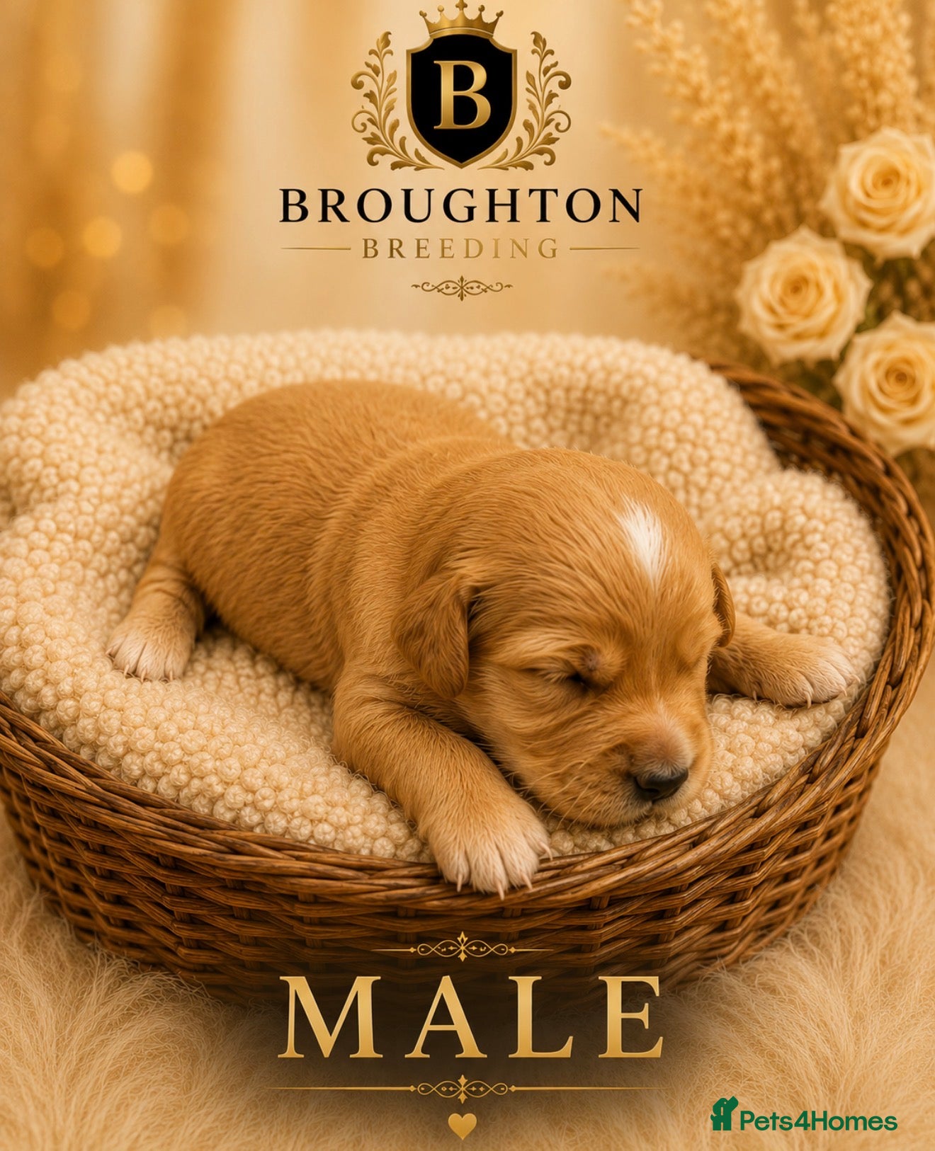 Golden Retriever dogs KC Dark Golden Retrievers 🧬 Health Tested Parents - Advert 2