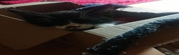 Mixed Breed cats for sale: Beautiful litter of 5 kittens 3 girls 2 boys - Advert 25