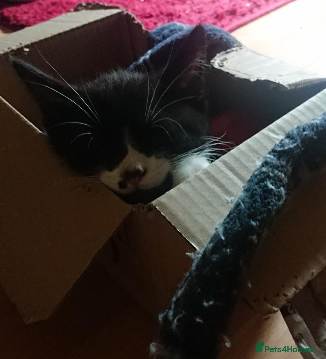 Mixed Breed cats for sale: Beautiful litter of 5 kittens 3 girls 2 boys - Advert 25