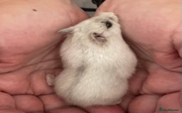 Hamster rodents for sale: Baby Winter White Russians from our show stock  - Image 8