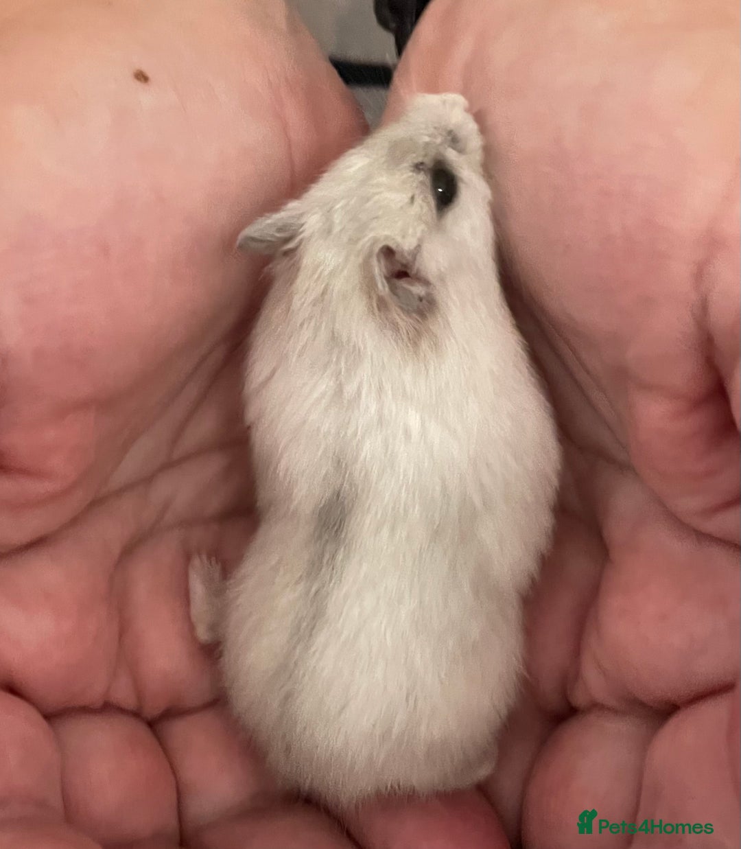 Hamster rodents for sale: Baby Winter White Russians from our show stock  - Image 8