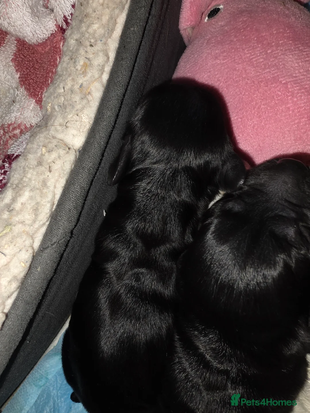Cocker Spaniel dogs for sale: Cocker Spaniel Puppies (available for veiwing) - Advert 29