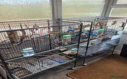 Budgerigars birds for sale: 10 Budgies and 2 large cages - Image 1