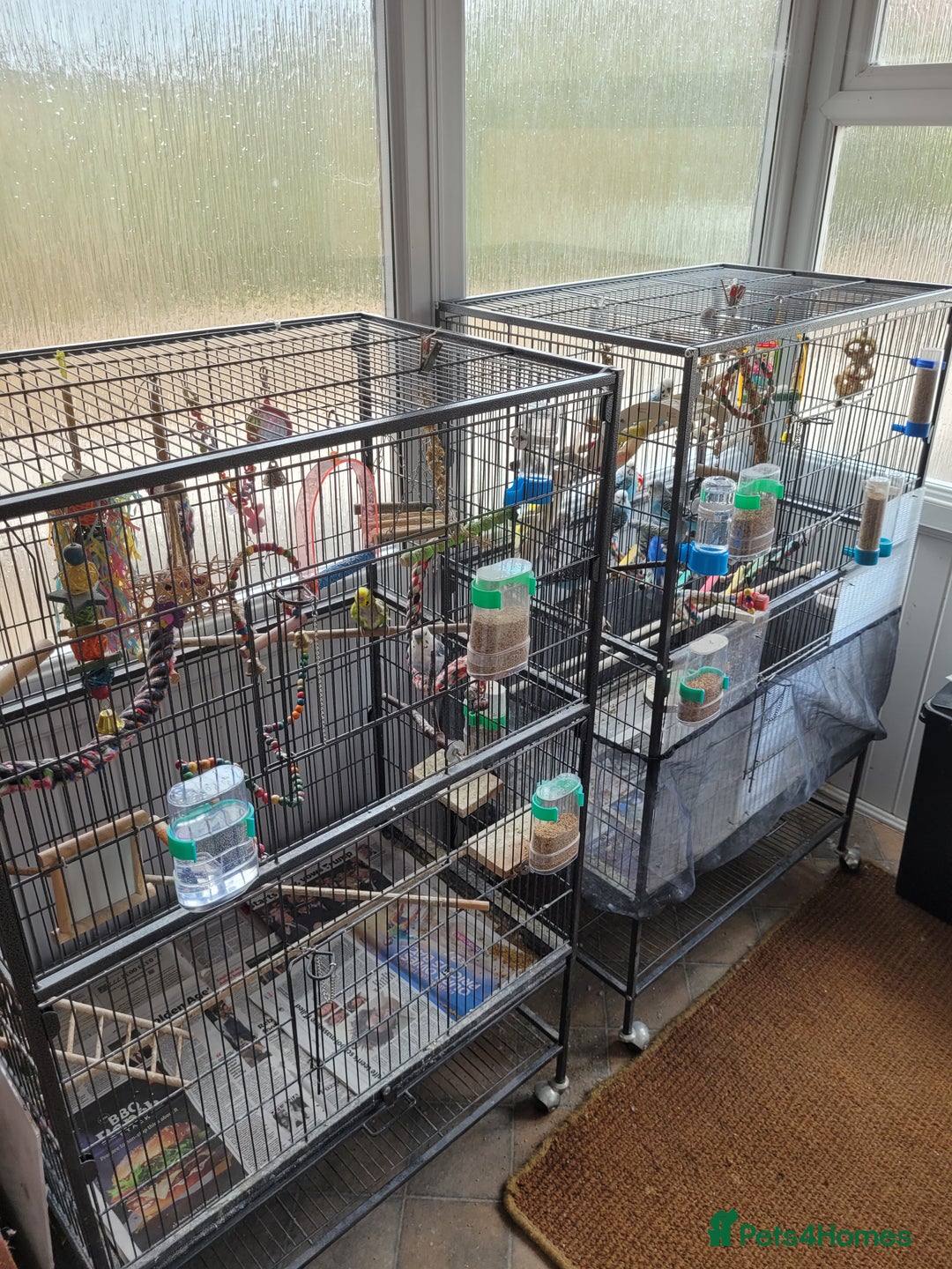 Budgerigars birds for sale: 10 Budgies and 2 large cages - Image 1