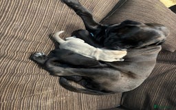 Cane Corso dogs for sale: Purebred Cane Corso Puppies – Exceptional Parent - Image 16