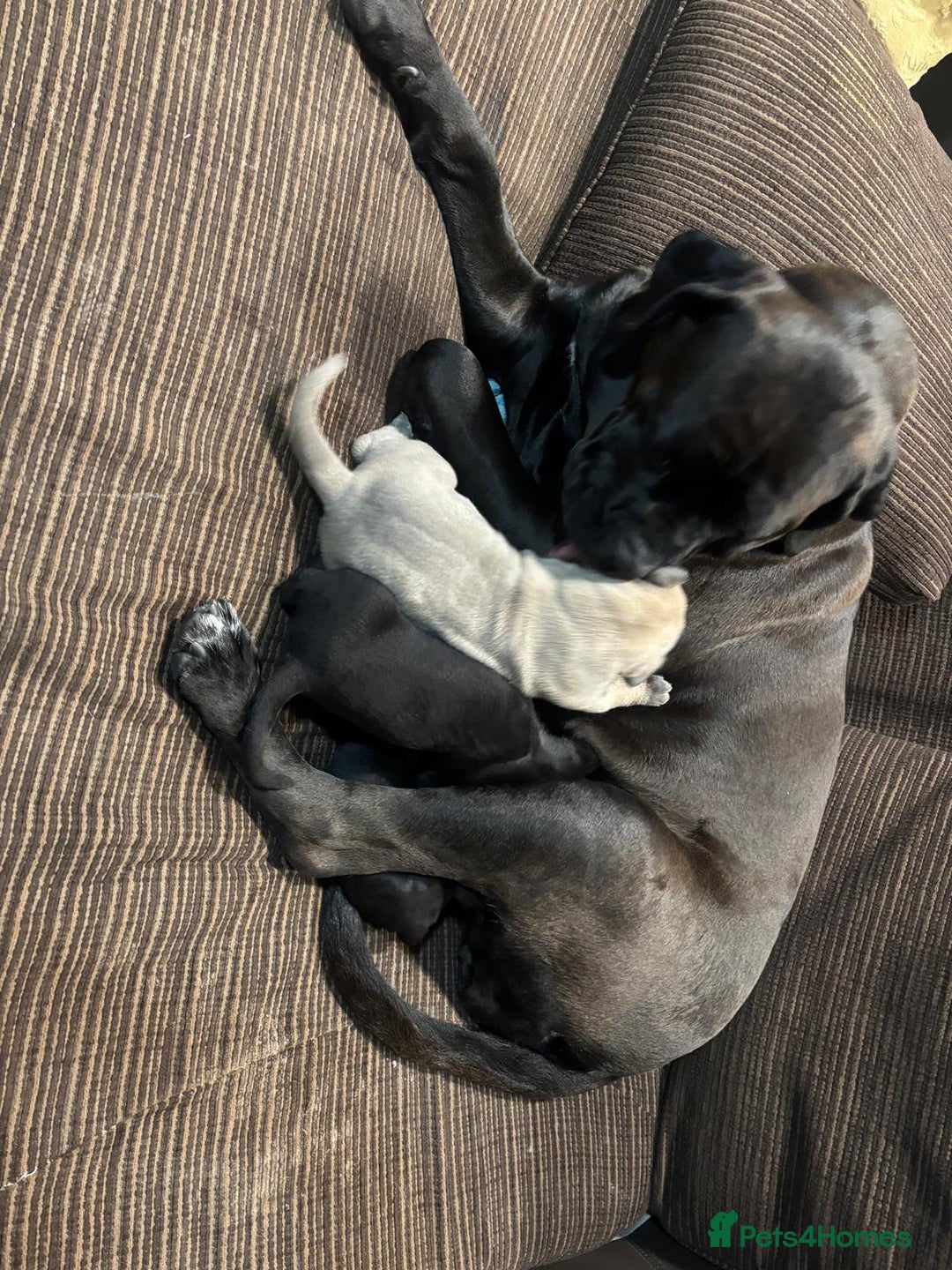 Cane Corso dogs for sale: Purebred Cane Corso Puppies – Exceptional Parent - Image 16