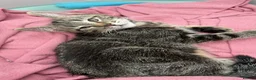 Mixed Breed cats for sale: Male kitten READY TO LEAVE  - Advert 4