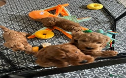 Cockapoo dogs for sale: Beautiful Red F1B Cockapoo puppies  - Image 17