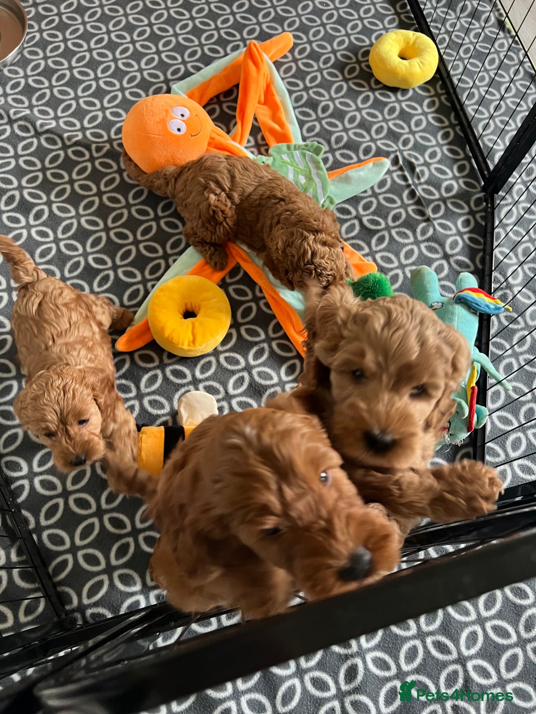 Cockapoo dogs for sale: Beautiful Red F1B Cockapoo puppies  - Image 17
