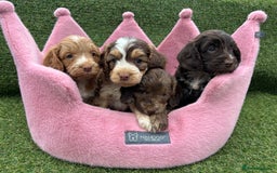 Cockapoo dogs for sale: ⭐️ Stunning Rare Coloured F1 Miniature Cockpoos ⭐️ - Image 24