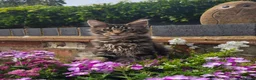 Maine Coon cats for sale: Pedigree Maine Coon Kittens  - Advert 4
